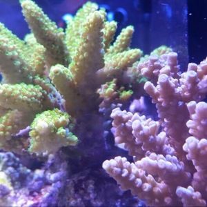 Meet your Posher, Williams reef aquarium